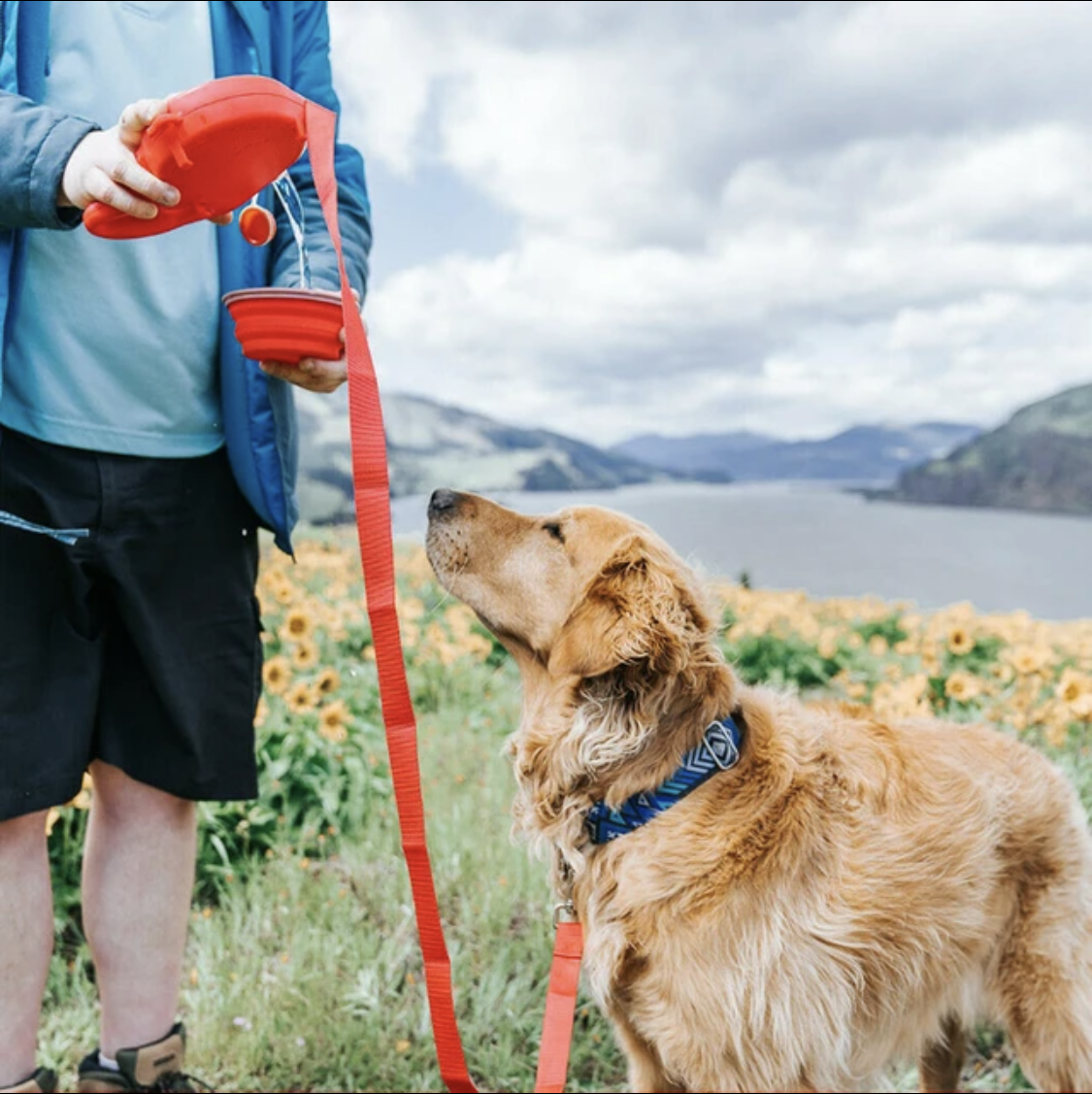 Travel leash. Multifunctional