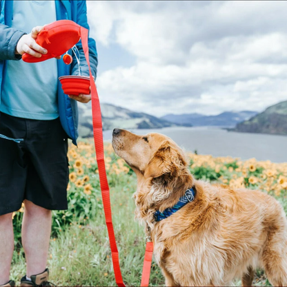 Travel leash. Multifunctional